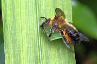 194 - LEAF CUTTER BEE - NI DHEAGHAIDH CHRISTINA - ireland <div